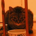 <img0*140:stuff/PA010013.jpg>