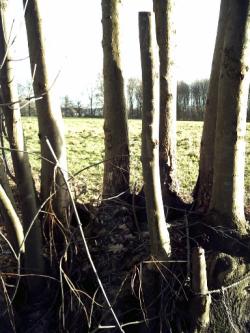 <img250*0:stuff/PICT0014.JPG>