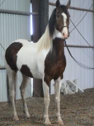 <img0*250:stuff/Paint-Arabian_Mix.jpg>