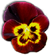 <img:stuff/PansyBullet.png>