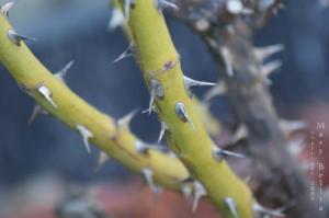 <img300*0:http://elftown.heddate.com/stuff/Partial_plant_thorn.jpg>