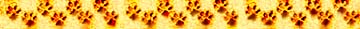<img:stuff/PawPrintsDividerYellow.psd.jpg>
