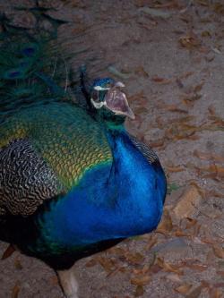 <img250*0:stuff/Peacock_Scream.jpg>