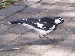 <img250*0:stuff/PeeWee_Bird.jpg>