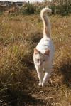 <img100*0:stuff/Petrie%20Strolling.jpg>