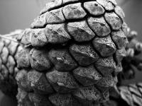 <img200*0:stuff/PineCone-Janouk.jpg>