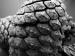 <img75*0:stuff/PineCone-Janouk.jpg>