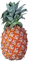 <img:stuff/Pineapple-whole.png>