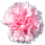 <img:stuff/PinkCarnBullet.png>