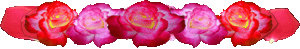 <img:stuff/PinkRedRosesDivSM.gif>
