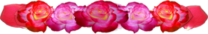 <img:stuff/PinkRedRosesDivSM.png>