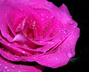 <img300*0:stuff/PinkRose_October7th2005_1.jpg>