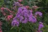 <img100*0:stuff/Pink_%26_Purple_Flowers.jpg>