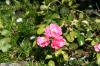 <img100*0:stuff/Pink_Roses.jpg>