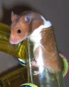 <img100*0:stuff/Pipe_Hamster.jpg>