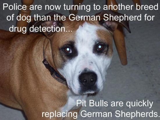 <img550*0:stuff/Pits_Replace_Shepherds.jpg>