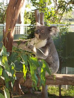 <img250*0:stuff/Pixie_Koala1.jpg>