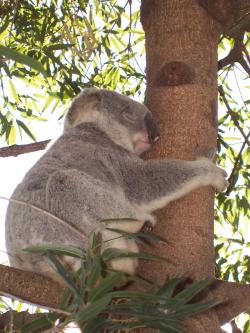 <img250*0:stuff/Pixie_Koala2.jpg>