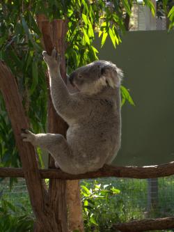 <img250*0:stuff/Pixie_Koala3.jpg>