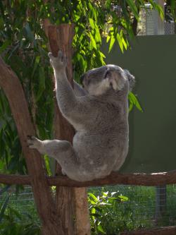 <img250*0:stuff/Pixie_Koala4.jpg>