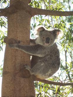 <img250*0:stuff/Pixie_Koala5.jpg>