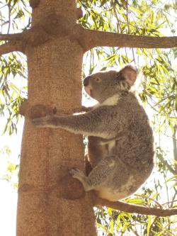 <img250*0:stuff/Pixie_Koala6.jpg>