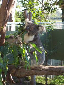 <img250*0:stuff/Pixie_Koala7.jpg>