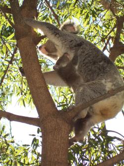 <img250*0:stuff/Pixie_Koala8.jpg>