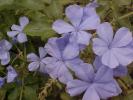 <img0*100:stuff/Plumbago.jpg>
