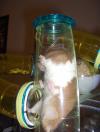 <img100*0:stuff/Plumber_Hamster.jpg>