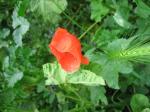 <img150*0:stuff/Poppy.jpg>