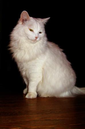 <img0*450:stuff/Pretty-kitty%20Neige-neige.jpg>