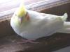 Princess_:(_R.I.P._baby....