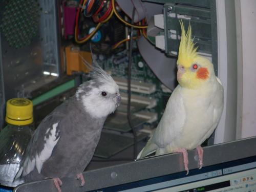 <img500*375:stuff/Princess_and_Angel.jpg>