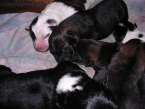 <img300*0:http://elftown.heddate.com/stuff/Puppy_Love.jpg>