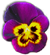 <img:stuff/PurpPansyBullet.png>