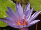 <img0*100:stuff/Purple_Waterlily.jpg>