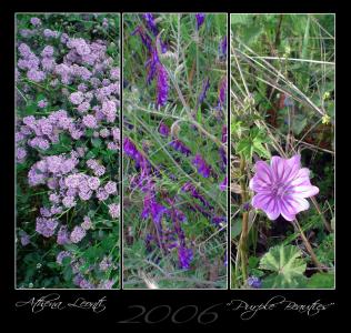 <img0*300:stuff/Purplebeautiesnet.jpg>