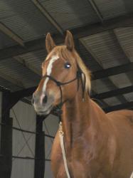 <img0*250:stuff/Quarter_Horse_mix.jpg>