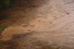 <img300*0:stuff/Rain_Puddle.jpg>