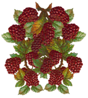 <img:stuff/Raspberries-RedOnVine.png>