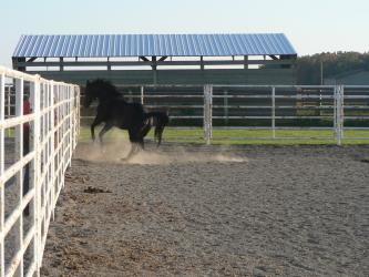 <img0*250:stuff/Rearing_horse.jpg>