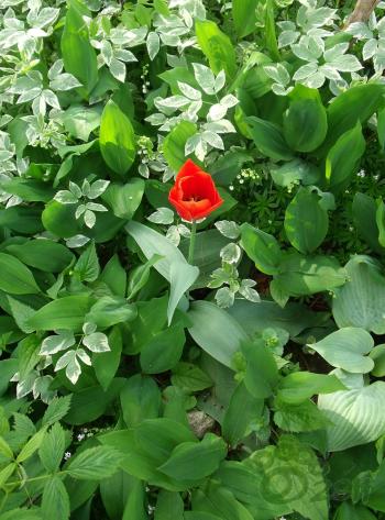 <img350*0:stuff/Red%20Amid%20Green.jpg>