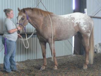 <img0*250:stuff/Red_Appaloosa.jpg>