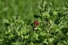 <img100*0:stuff/Red_Rose_Bud.jpg>