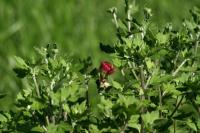 <img200*0:stuff/Red_Rose_Bud.jpg>