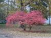 <img100*0:stuff/Red_bush.jpg>