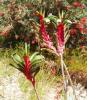 <img0*100:stuff/Redgreenkp.jpg>