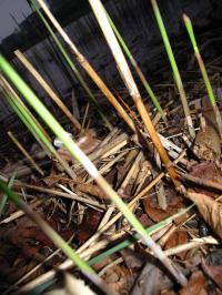 <img200*0:stuff/Reeds_I.jpg>