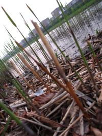 <img200*0:stuff/Reeds_II.jpg>